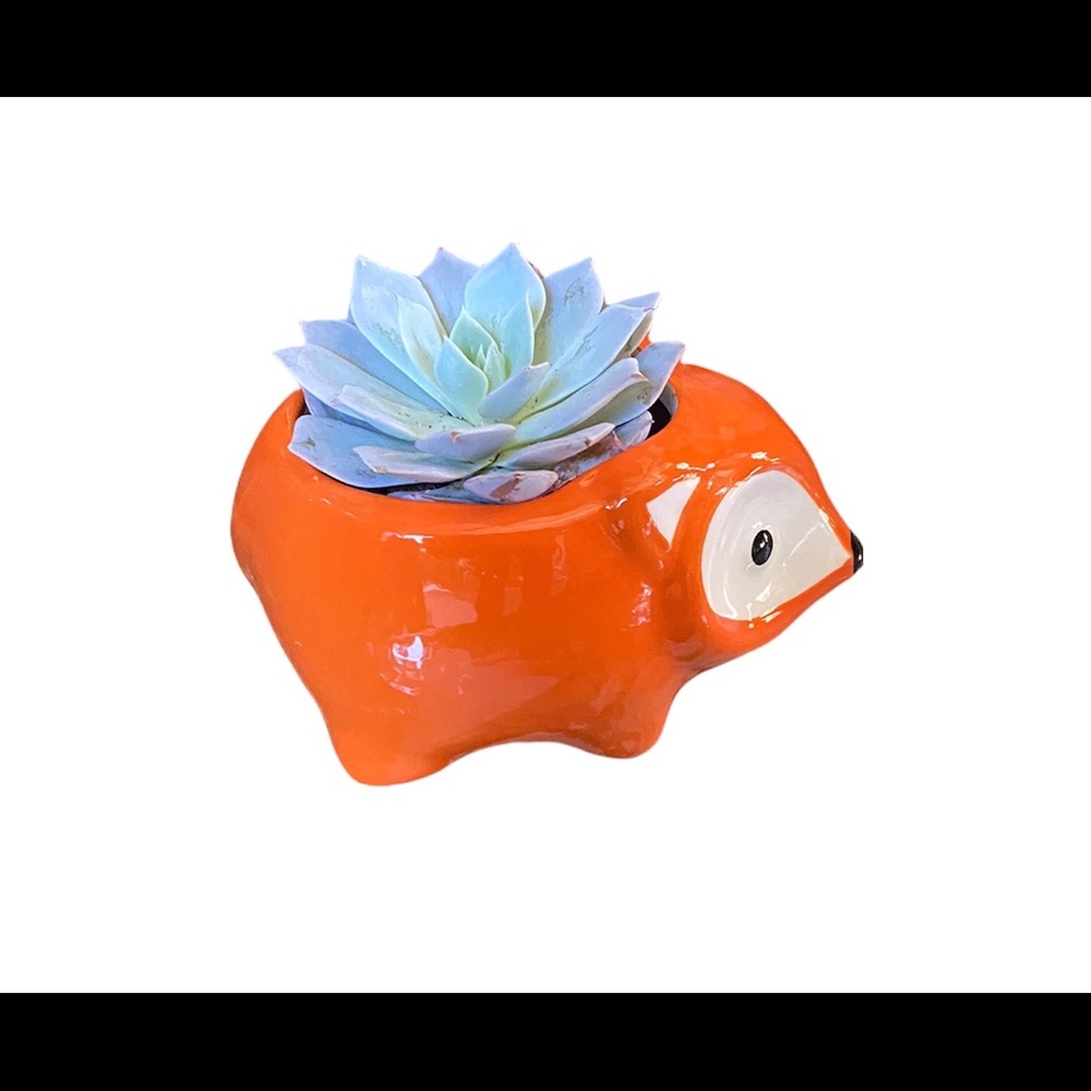 Cute Animal Fox Planter Only Succulent Plant not Included.